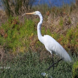 Ardea alba at Burrill Lake, NSW - 3 Nov 2014