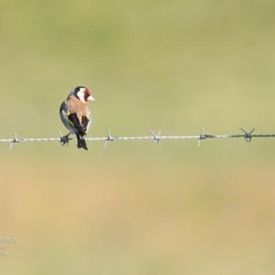 Carduelis carduelis (European Goldfinch) at Milton, NSW - 4 Oct 2014 by Charles Dove