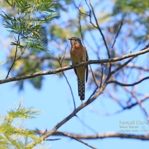 Cacomantis flabelliformis at Yatteyattah Nature Reserve - 1 Nov 2014