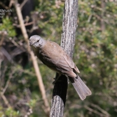 Colluricincla harmonica (Grey Shrikethrush) at Dolphin Point, NSW - 3 Nov 2014 by Charles Dove