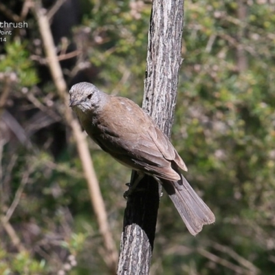 Colluricincla harmonica (Grey Shrikethrush) at Meroo National Park - 3 Nov 2014 by Charles Dove