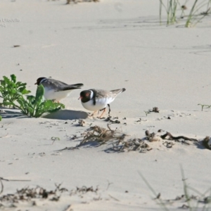 Charadrius rubricollis at suppressed - suppressed