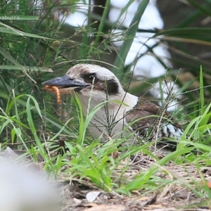 Dacelo novaeguineae at Narrawallee Bushcare - 5 Nov 2014 12:00 AM