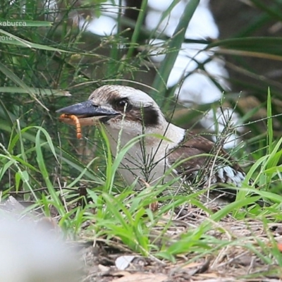 Dacelo novaeguineae (Laughing Kookaburra) at Narrawallee Foreshore Reserves Walking Track - 4 Nov 2014 by Charles Dove