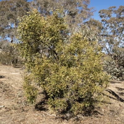 Acacia melanoxylon (Blackwood) at Illilanga & Baroona - 22 Jul 2018 by Illilanga