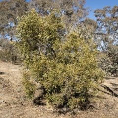 Acacia melanoxylon (Blackwood) at Michelago, NSW - 22 Jul 2018 by Illilanga