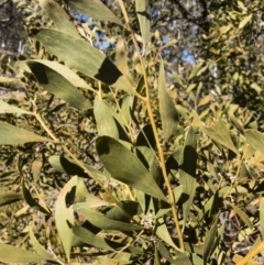 Acacia melanoxylon at Illilanga & Baroona - 22 Jul 2018