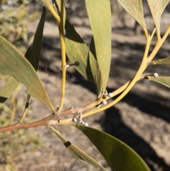 Acacia melanoxylon at Illilanga & Baroona - 22 Jul 2018