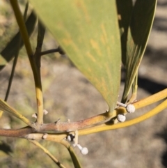 Acacia melanoxylon at Illilanga & Baroona - 22 Jul 2018