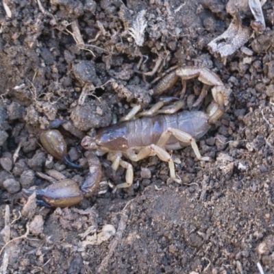 Urodacus manicatus (Black Rock Scorpion) at Illilanga & Baroona - 21 Jul 2018 by Illilanga