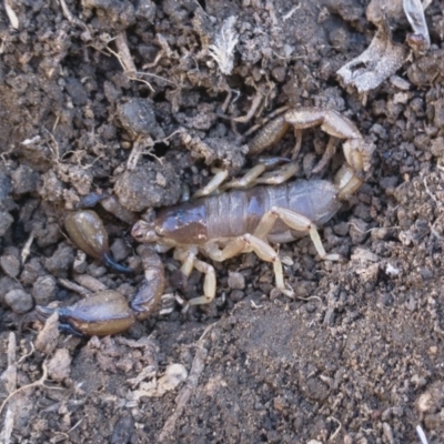 Urodacus manicatus (Black Rock Scorpion) at Michelago, NSW - 21 Jul 2018 by Illilanga