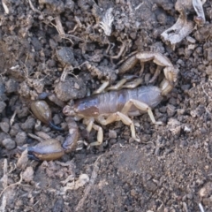 Urodacus manicatus (Black Rock Scorpion) at Illilanga & Baroona - 21 Jul 2018 by Illilanga