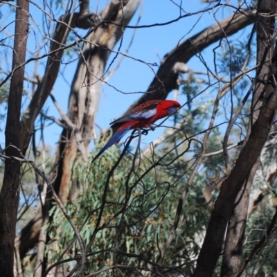 Platycercus elegans (Crimson Rosella) at Mulligans Flat - 17 Apr 2018 by natureguy
