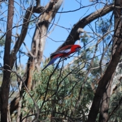 Platycercus elegans at Mulligans Flat - 17 Apr 2018 06:24 AM