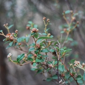 Pomaderris delicata at Lower Borough, NSW - suppressed