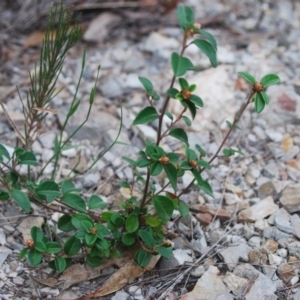 Pomaderris delicata at Lower Borough, NSW - suppressed