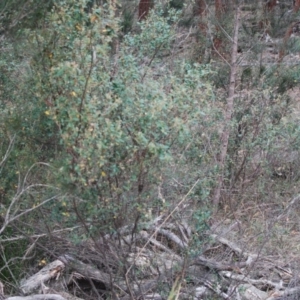 Pomaderris delicata at Lower Borough, NSW - suppressed