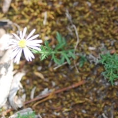 Brachyscome rigidula (Hairy Cut-leaf Daisy) at Bungonia, NSW - 18 Apr 2018 by natureguy