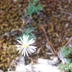 Brachyscome rigidula at Bungonia, NSW - 18 Apr 2018 07:03 AM