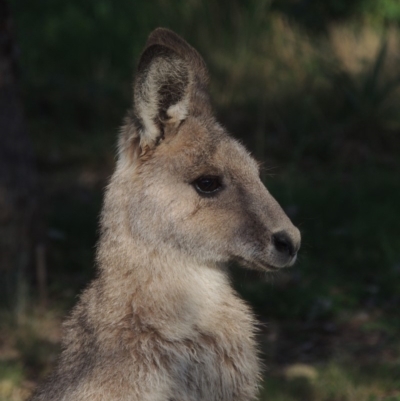 Macropus giganteus (Eastern Grey Kangaroo) at Point Hut Pond - 22 Jul 2018 by MichaelBedingfield