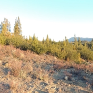 Grevillea juniperina at Pine Island to Point Hut - 17 Jul 2018