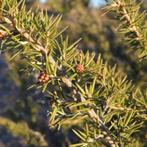 Grevillea juniperina at Pine Island to Point Hut - 17 Jul 2018