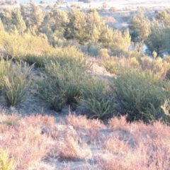 Grevillea juniperina at Pine Island to Point Hut - 17 Jul 2018