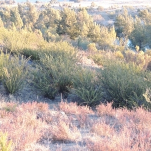 Grevillea juniperina at Pine Island to Point Hut - 17 Jul 2018