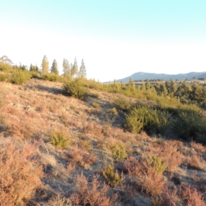 Grevillea juniperina at Pine Island to Point Hut - 17 Jul 2018