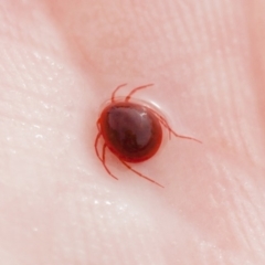 Hydrachnidia sp. (sub-order) (A water mite) at Michelago, NSW - 28 Nov 2011 by Illilanga