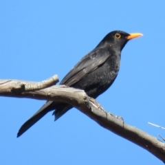 Turdus merula (Eurasian Blackbird) at Gilmore, ACT - 23 Jul 2018 by KumikoCallaway