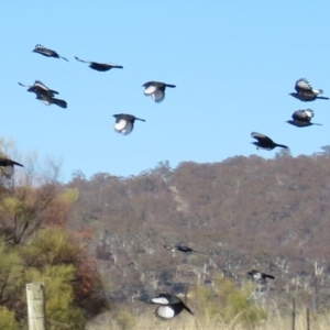 Corcorax melanorhamphos at Gilmore Paddocks - 23 Jul 2018 11:34 AM