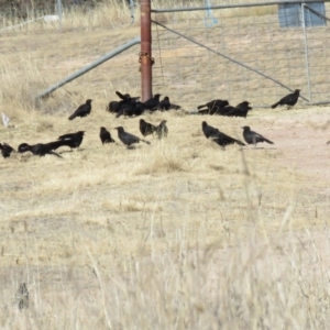 Corcorax melanorhamphos at Gilmore Paddocks - 23 Jul 2018 11:34 AM