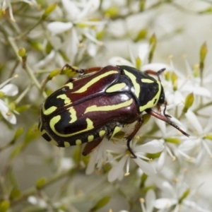 Eupoecila australasiae at Illilanga & Baroona - 22 Jan 2012 12:08 PM