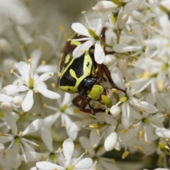 Eupoecila australasiae at Illilanga & Baroona - 22 Jan 2012