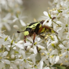 Eupoecila australasiae at Illilanga & Baroona - 22 Jan 2012 12:08 PM