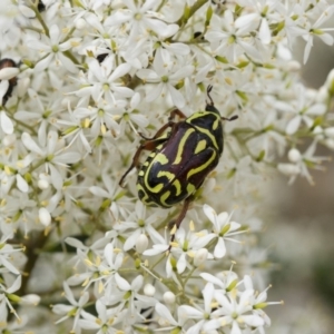 Eupoecila australasiae at Illilanga & Baroona - 22 Jan 2012