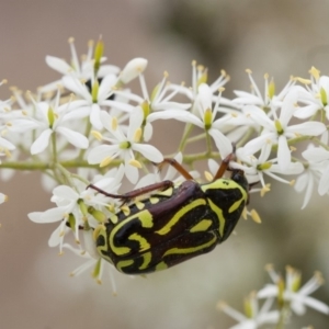 Eupoecila australasiae at Illilanga & Baroona - 22 Jan 2012