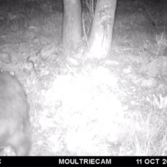 Vombatus ursinus (Common wombat, Bare-nosed Wombat) at Illilanga & Baroona - 11 Oct 2016 by Illilanga