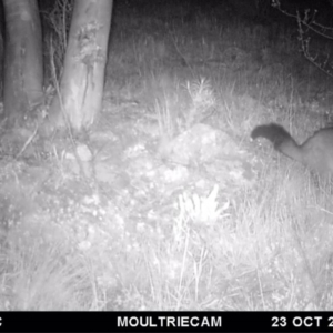 Trichosurus vulpecula at Illilanga & Baroona - 23 Oct 2016 10:48 PM