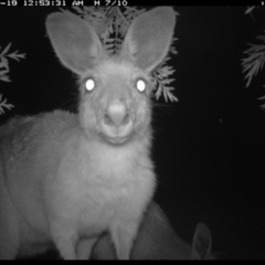 Macropus giganteus (Eastern Grey Kangaroo) at Illilanga & Baroona - 18 Oct 2016 by Illilanga