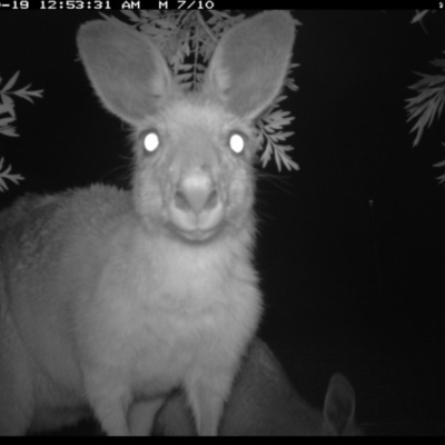 Macropus giganteus (Eastern Grey Kangaroo) at Illilanga & Baroona - 19 Oct 2016 by Illilanga