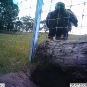 Aquila audax at Corrowong, NSW - 24 Jun 2023