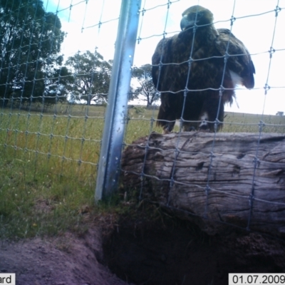 Aquila audax (Wedge-tailed Eagle) at Black Flat at Corrowong - 23 Jun 2023 by BlackFlat