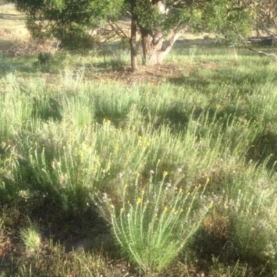 Chrysocephalum semipapposum (Clustered Everlasting) at Corrowong, NSW - 17 Nov 2016 by BlackFlat