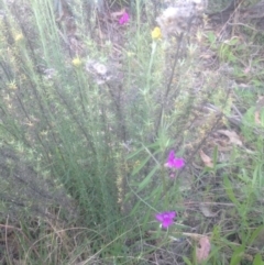 Vicia sativa subsp. nigra (Narrow-leaved Vetch) at Corrowong, NSW - 17 Nov 2016 by BlackFlat