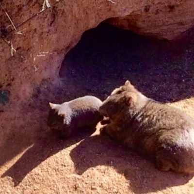 Vombatus ursinus (Common wombat, Bare-nosed Wombat) at Black Flat at Corrowong - 23 Aug 2017 by BlackFlat