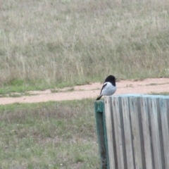 Melanodryas cucullata (Hooded Robin) at Black Flat at Corrowong - 16 Apr 2017 by BlackFlat