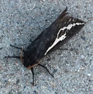 Abantiades atripalpis at Mirador, NSW - 11 May 2018 07:05 AM