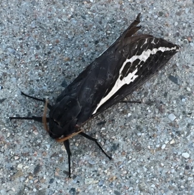 Abantiades atripalpis (Bardee grub/moth, Rain Moth) at Mirador, NSW - 10 May 2018 by hynesker1234